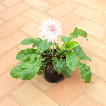 Buy Gerbera White in 4 Inch Nursery Pot Online | Urvann.com