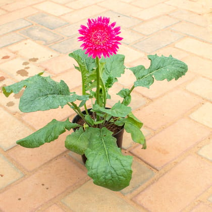 Buy Gerbera Pink in 4 Inch Nursery Pot Online | Urvann.com