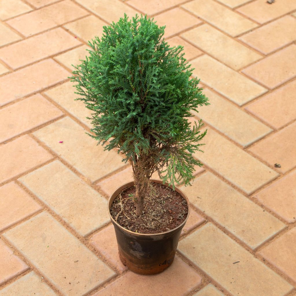 Juniperus Green in 5 Inch Nursery Pot