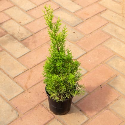 Buy Golden Juniperus in 5 Inch Nursery Pot Online | Urvann.com