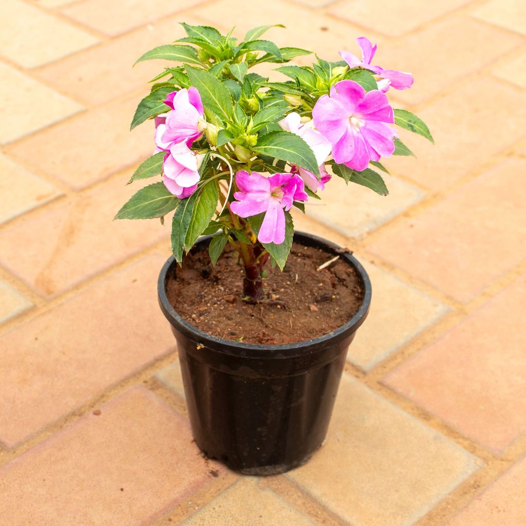 Impatient Balsamina Pink in 4 Inch Nursery Pot