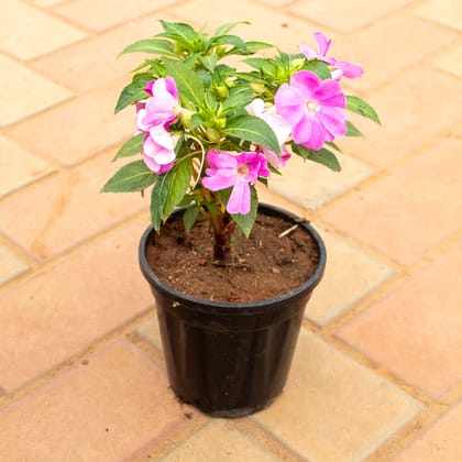 Buy Impatient Balsamina Pink in 4 Inch Nursery Pot Online | Urvann.com