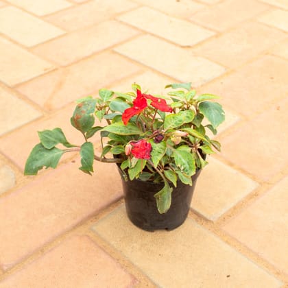 Buy Impatient Balsamina Red� in 4 Inch Nursery Pot Online | Urvann.com