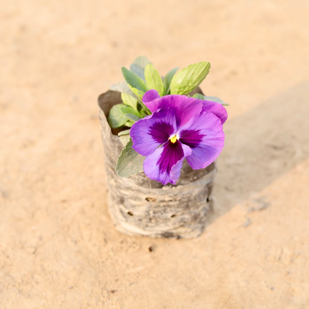 Pansy (Any Colour) in 4 Inch Nursery Bag