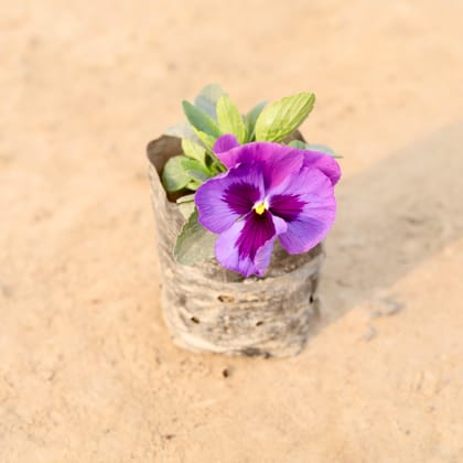 Buy Pansy (Any Colour) in 4 Inch Nursery Bag Online | Urvann.com