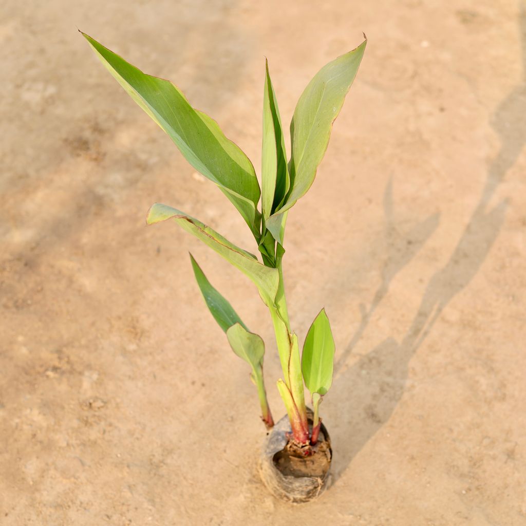 Canna Lily in 4 Inch Nursery Bag