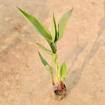 Buy Canna Lily in 4 Inch Nursery Bag Online | Urvann.com