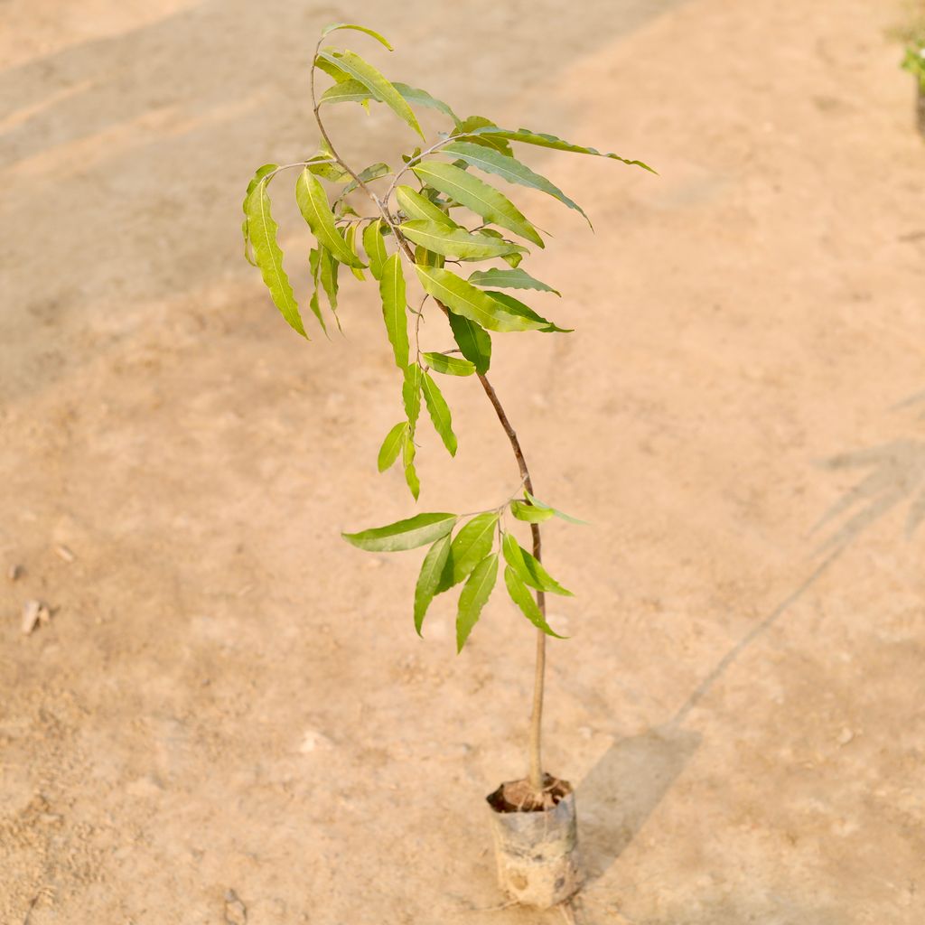 Ashok Pendula (~ 1 - 1.5 Ft) in 4 Inch Nursery Bag