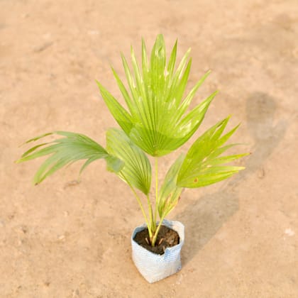 Buy China / Fan Palm in 4 Inch Nursery Bag Online | Urvann.com