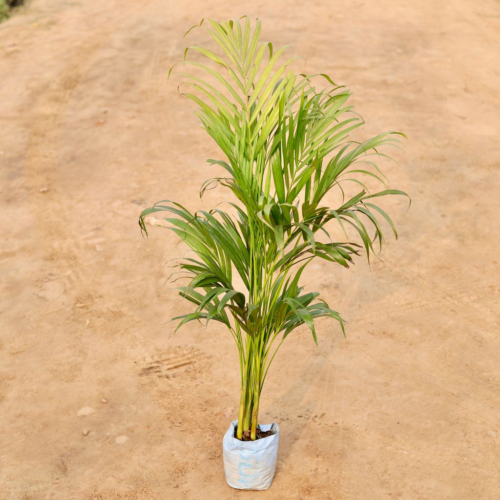 Areca Palm (~ 2 Ft) in 6 Inch Nursery Bag