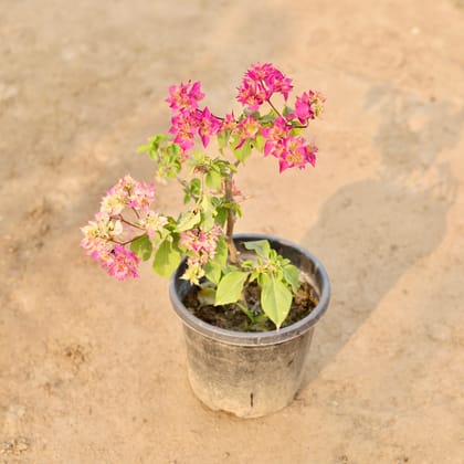 Buy Bougainvillea Pink in 8 Inch Nursery Pot Online | Urvann.com