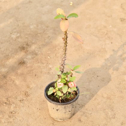 Buy Euphorbia Mili (Any Colour) in 8 Inch Nursery Pot Online | Urvann.com