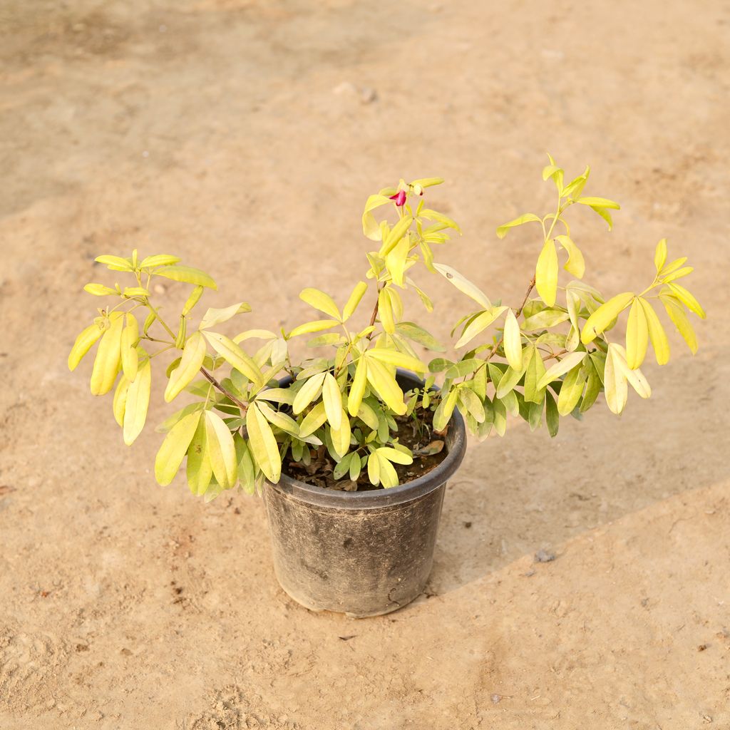 Mexican Orange in 8 Inch Nursery Pot