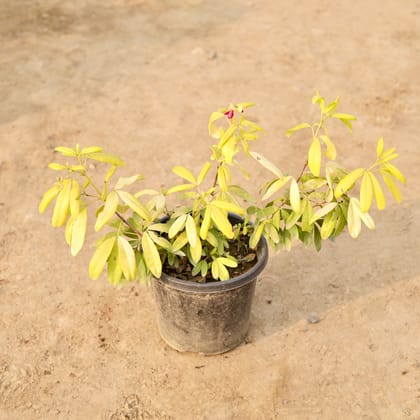 Buy Mexican Orange in 8 Inch Nursery Pot Online | Urvann.com