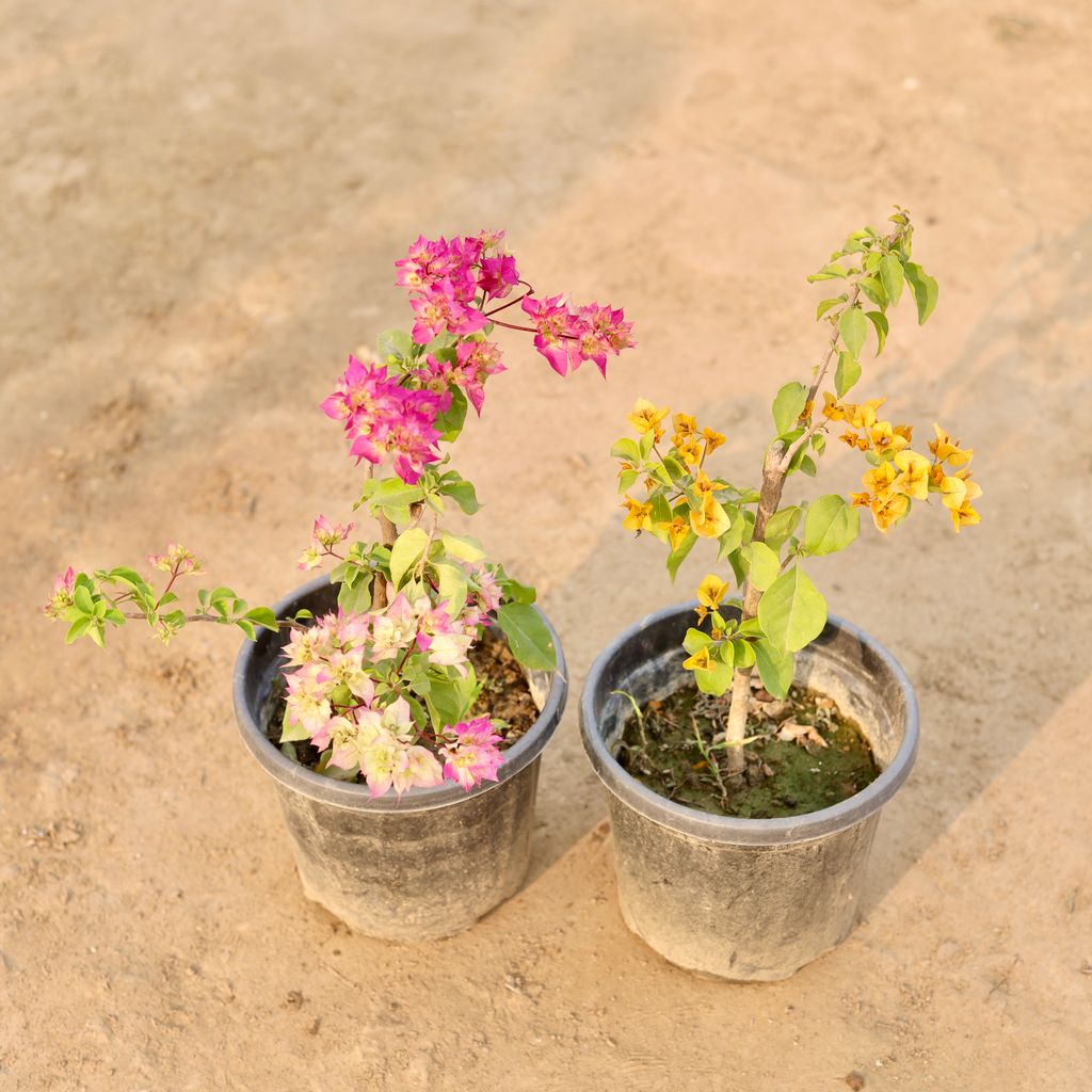 Set Of 2 - Bougainvillea (Any Colour) in 8 Inch Nursery Pot