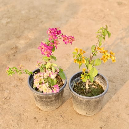 Buy Set Of 2 - Bougainvillea (Any Colour) in 8 Inch Nursery Pot Online | Urvann.com