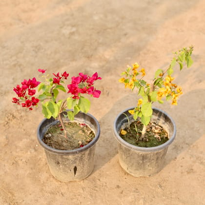 Buy Set Of 2 - Bougainvillea (Any Colour) in 8 Inch Nursery Pot Online | Urvann.com