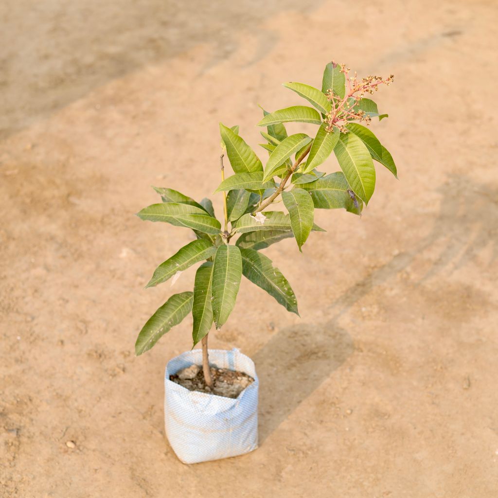 Aam / Mango  in 7 Inch Nursery Bag