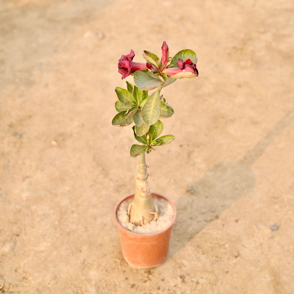 Adenium (Any Colour) in 5 Inch Nursery Pot