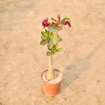 Buy Adenium (Any Colour) in 5 Inch Nursery Pot Online | Urvann.com