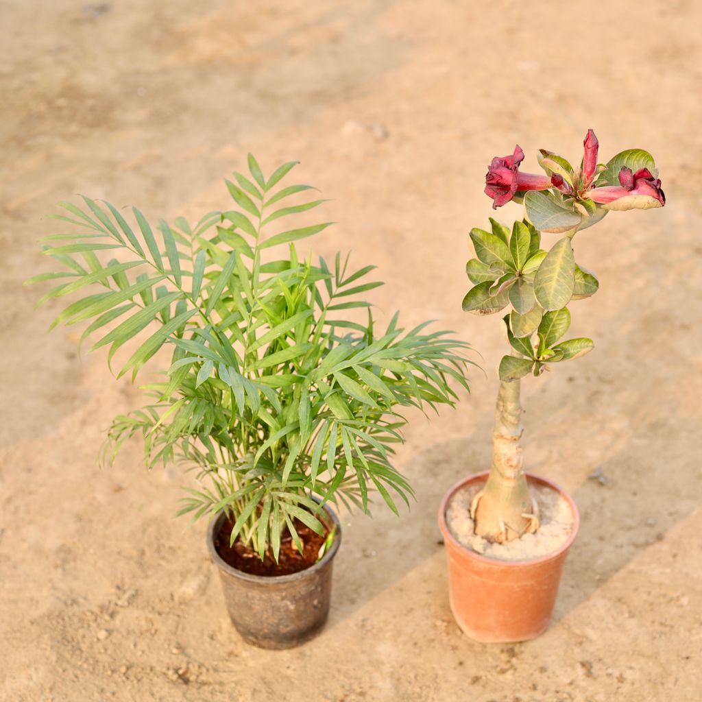 Set Of 2 - Chamaedorea Palm & Adenium (Any Colour) in 5 Inch Nursery Pot