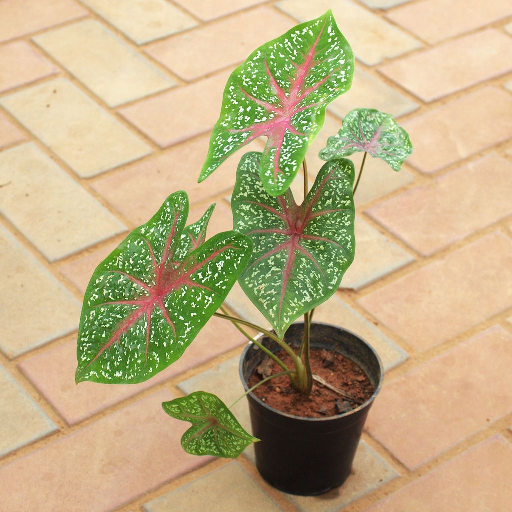 Caladium Green Tip in 5 Inch Nursery Pot