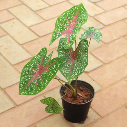 Buy Caladium Green Tip in 5 Inch Nursery Pot Online | Urvann.com