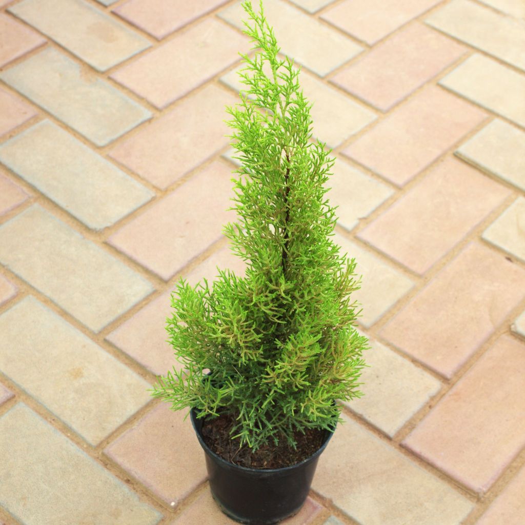 Cypress Lemon in 5 Inch Nursery Pot