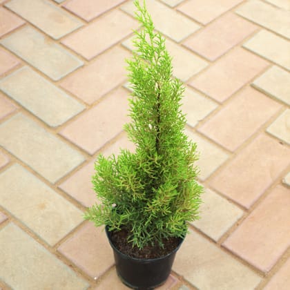 Buy Cypress Lemon in 5 Inch Nursery Pot Online | Urvann.com