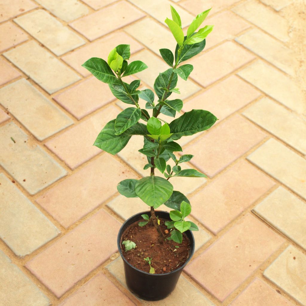 Gandhraaj / Gardenia (Any Colour) in 5 Inch Nursery Pot