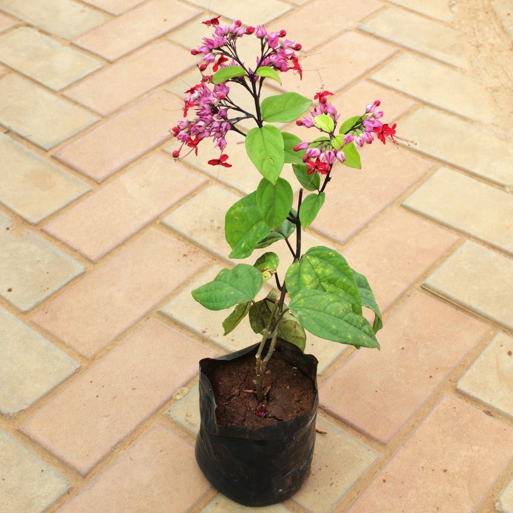 Bleeding Heart (Any Colour) in 5 Inch Nursery Bag