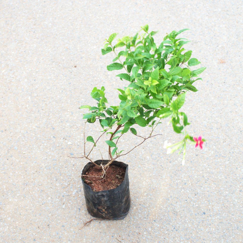 Madhumalti Bel / Rangoon Creeper in 4 Inch Nursery Bag