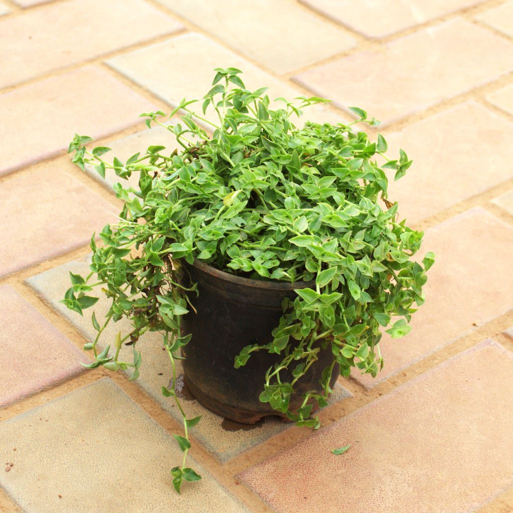 Turtle Vine Green in 5 Inch Nursery Pot