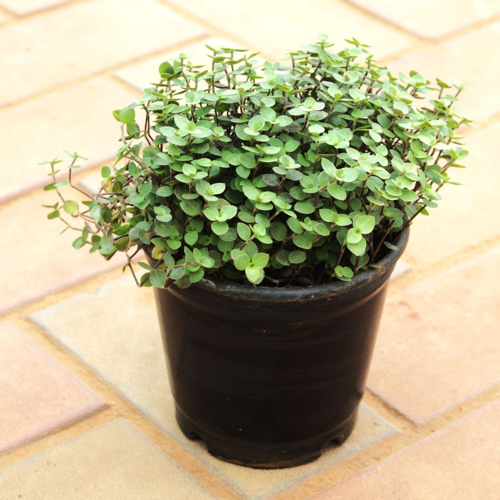 Turtle Vine Black in 5 Inch Nursery Pot