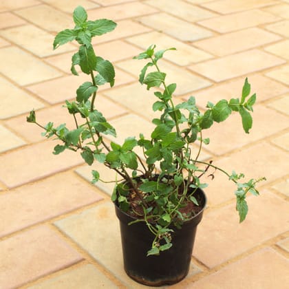 Buy Mint / Pudina in 5 Inch Nursery Pot Online | Urvann.com