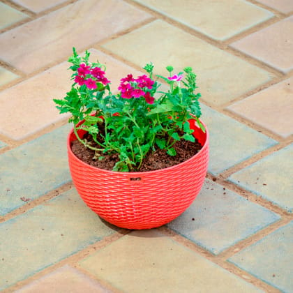 Buy Verbena Pink in 5 Inch Red Premium Euro Plastic Hanging Basket Online | Urvann.com