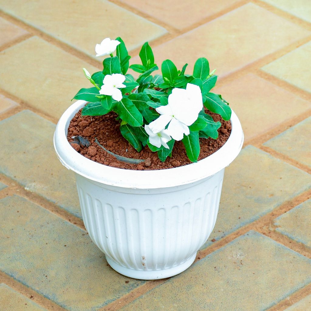 Periwinkle / Sadabahar / Vinca White in 7 Inch White Olive Plastic Pot