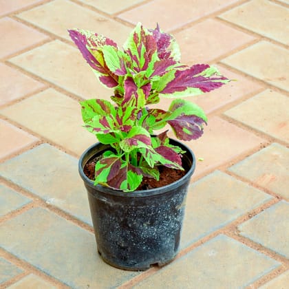 Buy Coleus (Any Colour) in 4 Inch Nursery Pot Online | Urvann.com