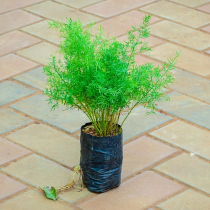 Buy Asparagus Mary Grass in 4 Inch Nursery Bag Online | Urvann.com