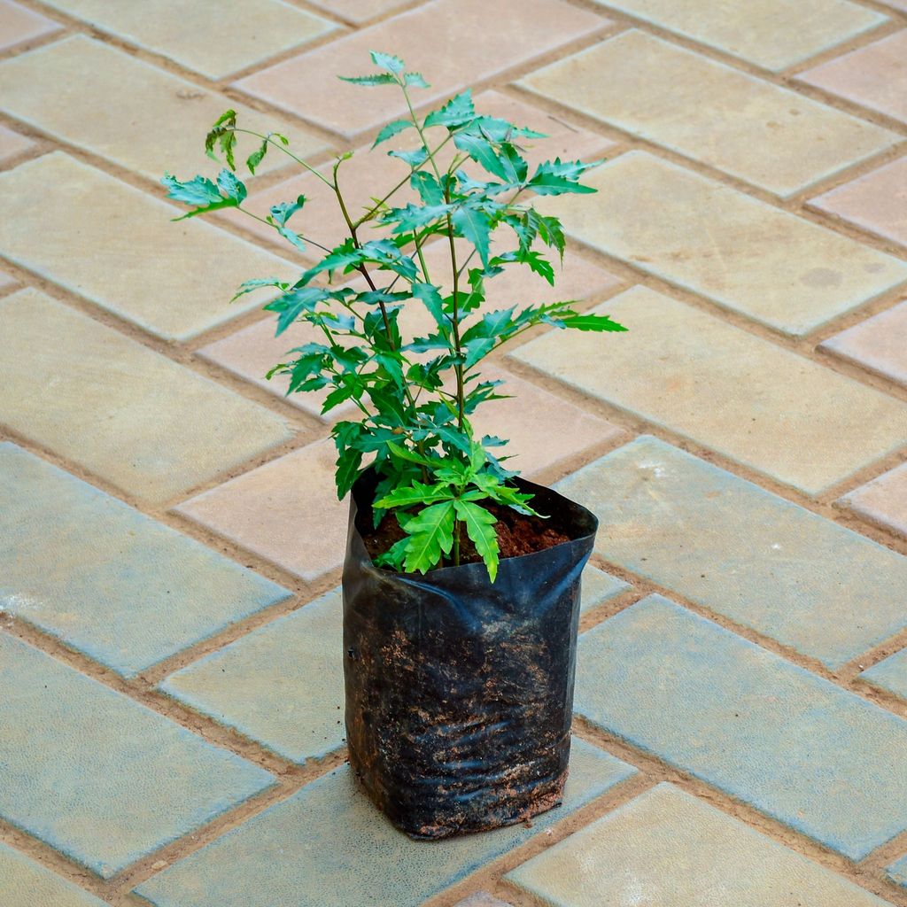 Aralia Neem in 4 Inch Nursery Bag