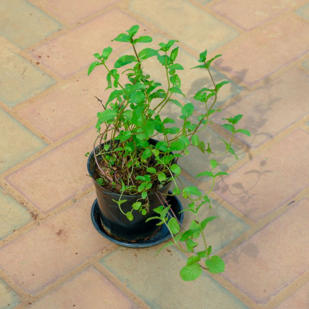 Mint / Pudina in 5 Inch Nursery Pot With Tray