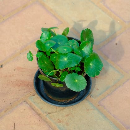 Buy Brahmi Dollar / Pennywort / Coin Plant in 4 Inch Nursery Pot With Tray Online | Urvann.com