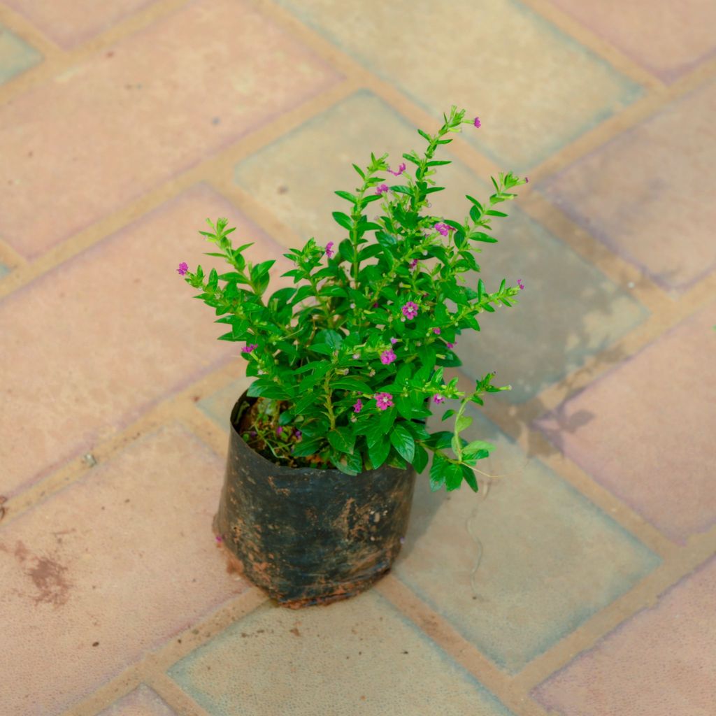 Cuphea / False Heather Pink in 4 Inch Nursery Bag