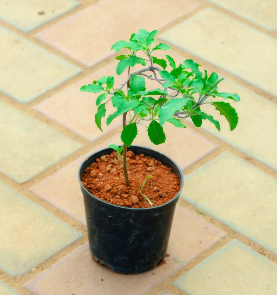 Shyama Tulsi in 4 Inch Nursery Pot