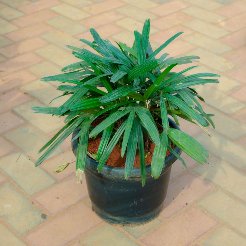 Raphis Palm in 10 Inch Nursery Pot With Tray