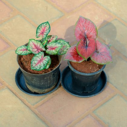 Buy Set Of 2 - Caladium / Heart Of Jesus Red & Green in 5 Inch Nursery Pot With Tray Online | Urvann.com