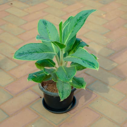 Buy Aglaonema Green Big Leaf in 10 Inch Nursery Pot With Tray Online | Urvann.com