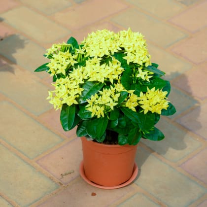 Buy Ixora Yellow in 5 Inch Red Nursery Pot With Tray Online | Urvann.com