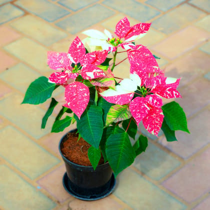 Christmas Steal - Poinsettia / Christmas Flower Pink White in 5 Inch Nursery Pot With Tray