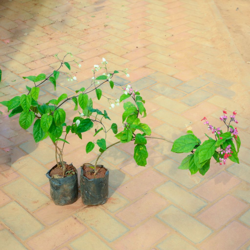 Set Of 2 - Bleeding Heart (Any Colour) in 5 Inch Nursery Bag